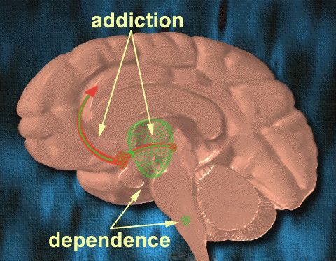Dopamine for the Winners: how our mind's reward system drives political ambition and affects civilization. 63461.jpeg